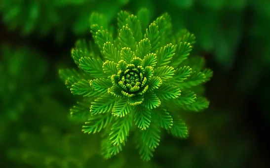 [除甲醛最有效方法植物花名]适合室内除甲醛的植物