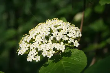 白熊接骨木花好喝吗？蜜蜂会采接骨木的花吗？