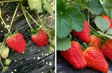 久久红草莓的种植方法？久久跟奶油草莓哪个更好？