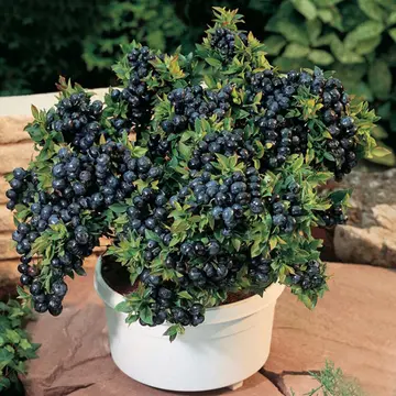 黑珍珠蓝莓优缺点？黑珍珠是什么蓝莓？
