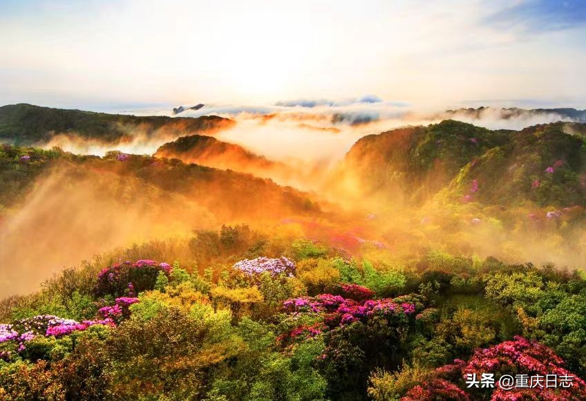 五一假期适合去哪旅游？金佛山上赏杜鹃烂漫盛开