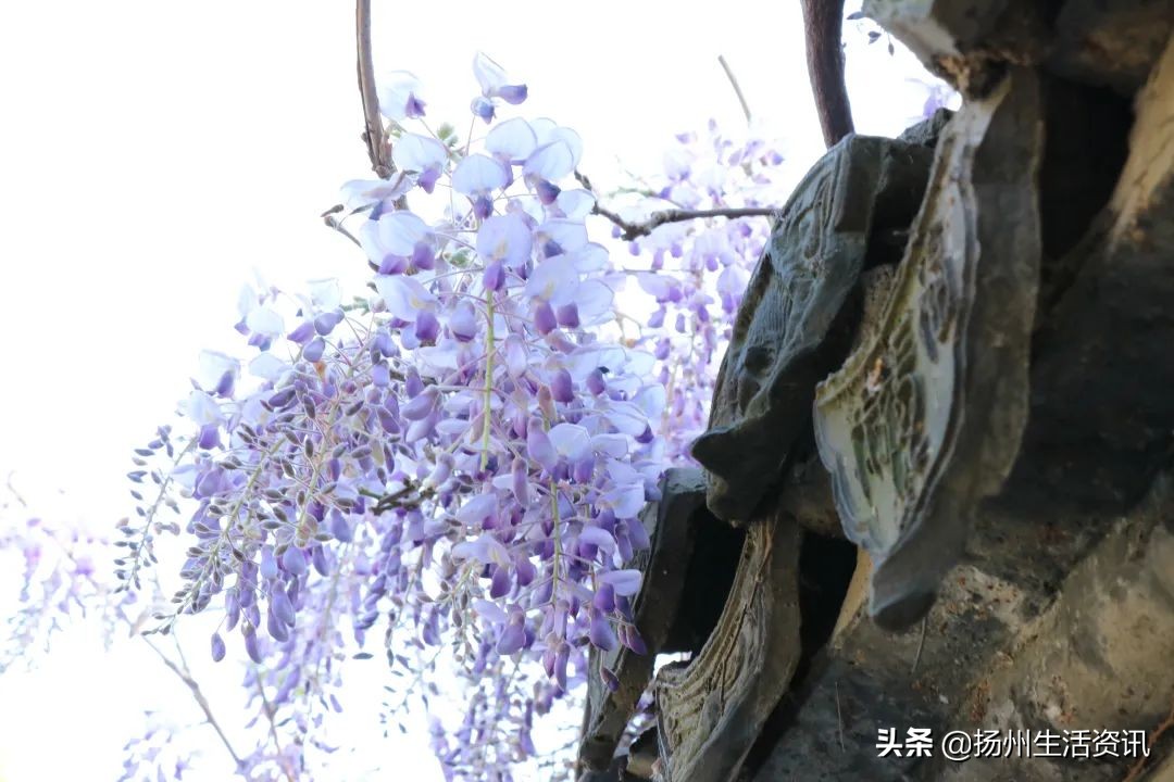 扬州旅游景点攻略（烟花三月下扬州）