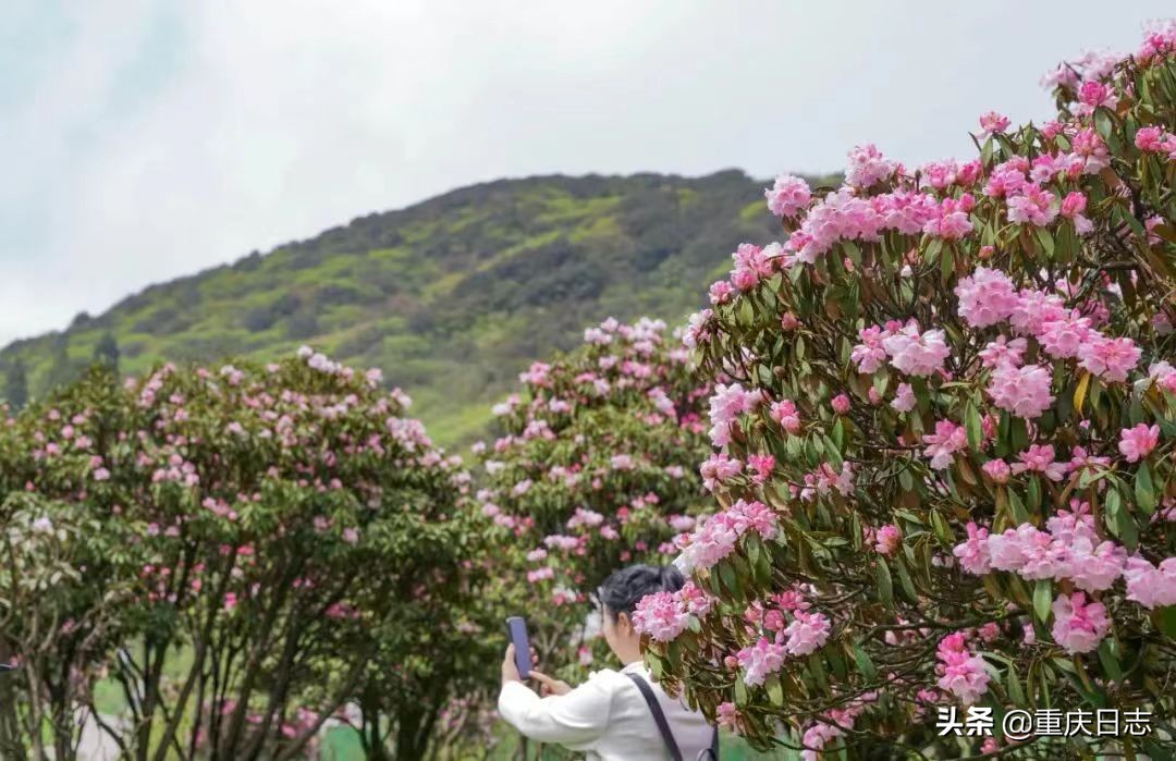 五一假期适合去哪旅游？金佛山上赏杜鹃烂漫盛开