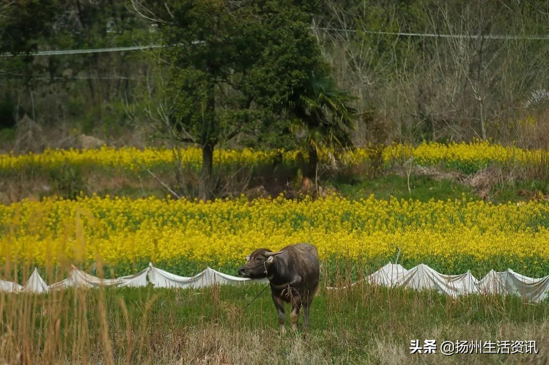 扬州旅游景点攻略（烟花三月下扬州）