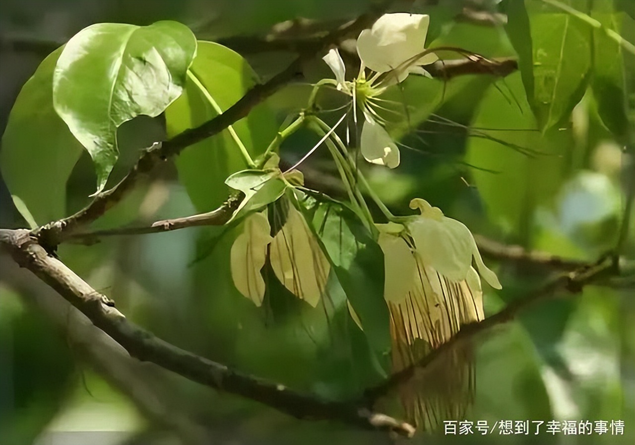 螨虫最怕床上放什么东西？建议你床上放一些“它”比暴晒管用得多