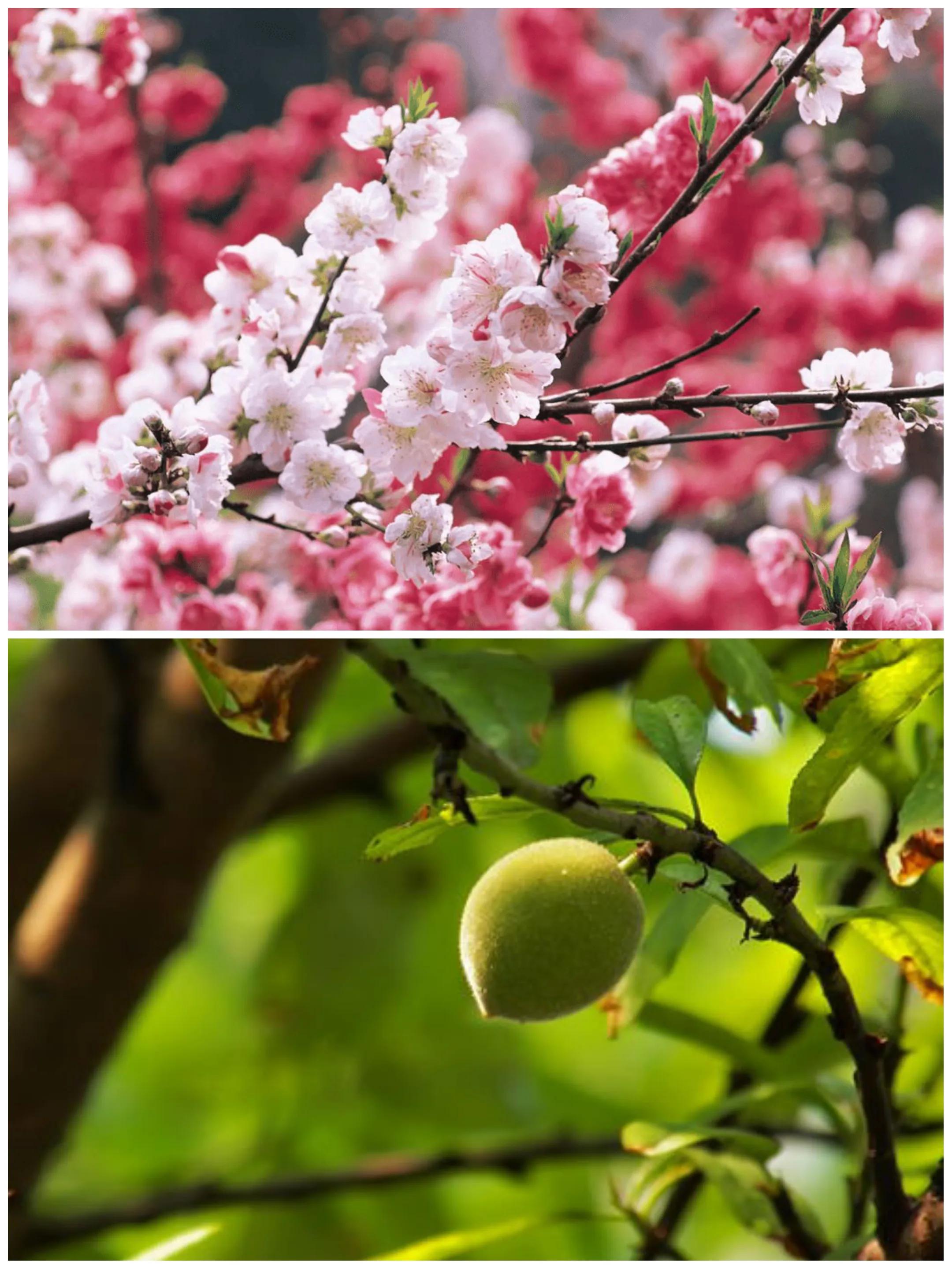 常见桃子推荐，10种常见的桃子，风味各异！最后一种有人尝过吗？