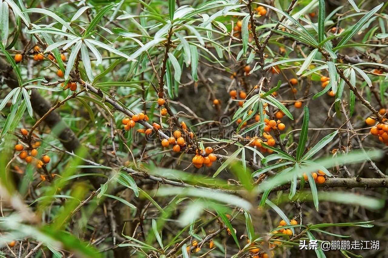 赤峰有什么土特产？内蒙赤峰特产有哪些土特产？除了赤峰大瓜子，还有两个挺不错