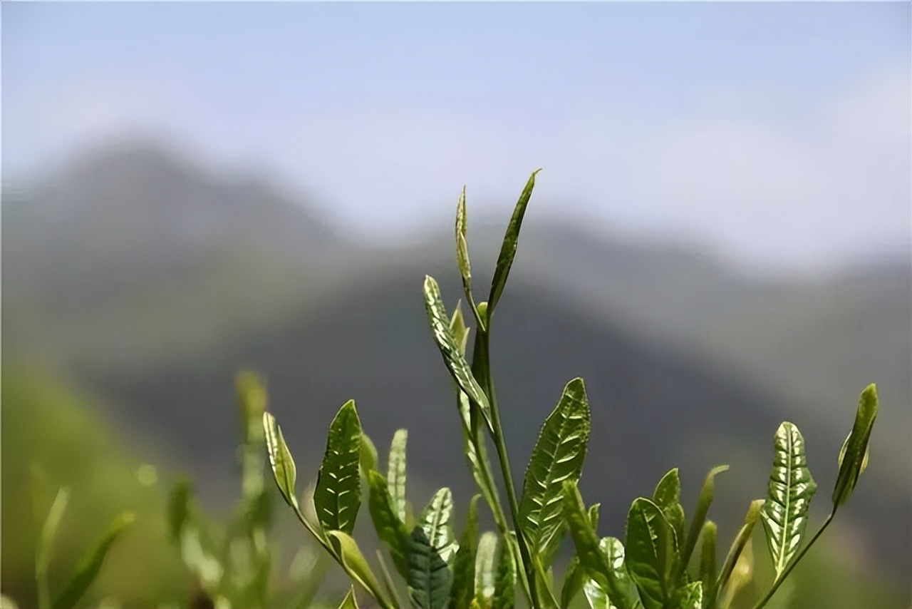 祁门红茶推荐，四季黄山相约春天|高香的祁门红茶，一杯饮尽北纬30°的湖光山色