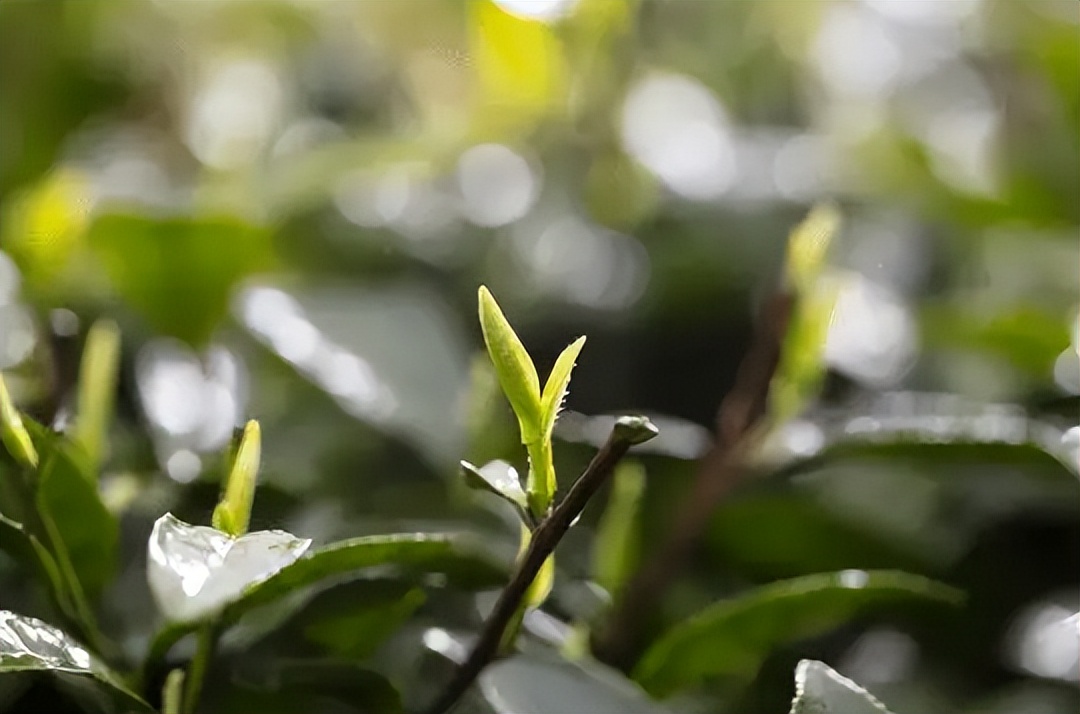 中国较好喝的春茶推荐，中国较好喝的春茶排行榜，这5种绿茶你喝过几种？有你家乡的吗？