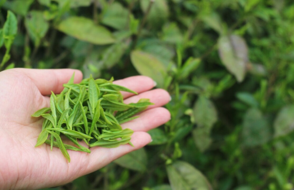 中国较好喝的春茶推荐，中国较好喝的春茶排行榜，这5种绿茶你喝过几种？有你家乡的吗？