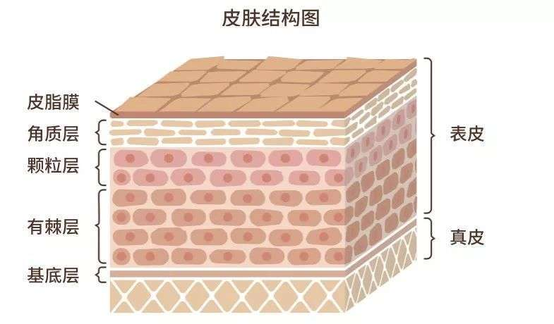 敏感皮肤可以改善吗？敏感皮肤人群救星，困扰多年的问题即将要被解决