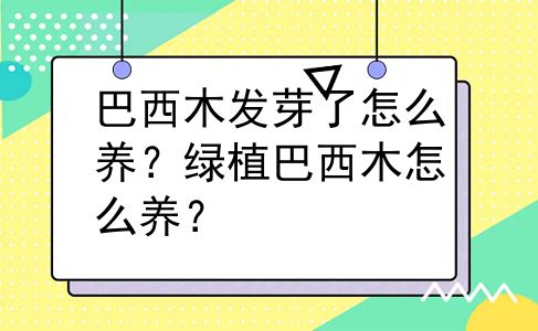 巴西木发芽了怎么养？绿植巴西木怎么养？
