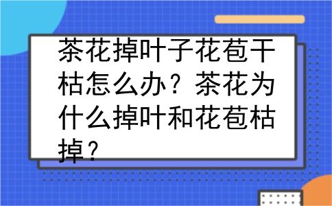 茶花掉叶子花苞干枯怎么办？茶花为什么掉叶和花苞枯掉？