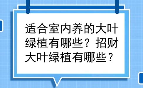 适合室内养的大叶绿植有哪些？招财大叶绿植有哪些？