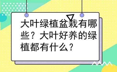 大叶绿植盆栽有哪些？大叶好养的绿植都有什么？