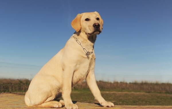 拉布拉多犬多少钱一只（养了一年却以370卖给狗贩）