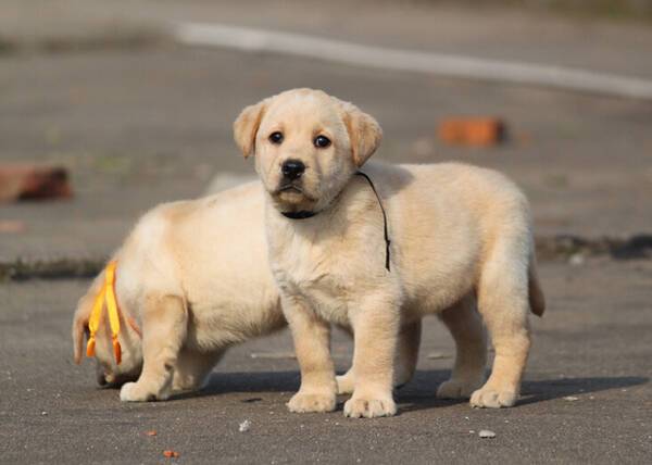 拉布拉多犬多少钱一只（养了一年却以370卖给狗贩）