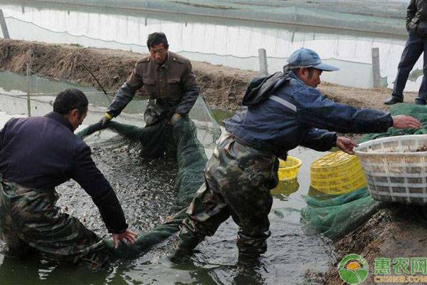 养殖泥鳅一亩赚多少钱（人工养殖一亩泥鳅的成本与利润计算）