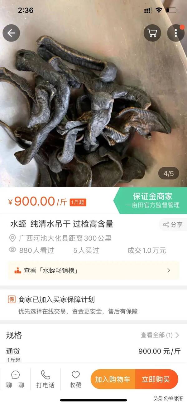 蚂蝗价格多少钱一斤（缘何卖到900元一斤）