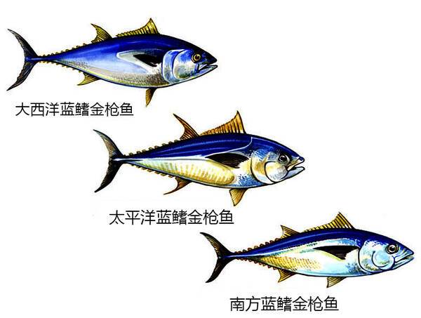 中国蓝鳍金枪鱼分布图片