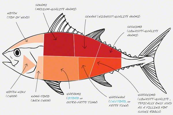 蓝鳍金枪鱼价格多少钱一斤(一条278公斤的金枪鱼)
