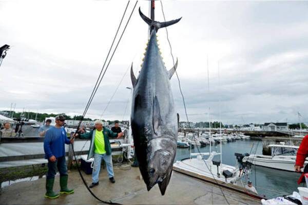 蓝鳍金枪鱼价格多少钱一斤（一条278公斤的金枪鱼）