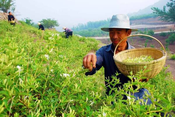 金银花采摘杨生说金银花采摘上人工费8块一斤,工人一天采摘多少算多少