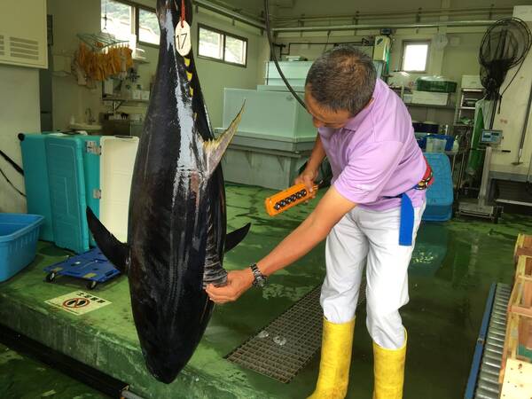 蓝鳍金枪鱼价格多少钱一斤（一条278公斤的金枪鱼）