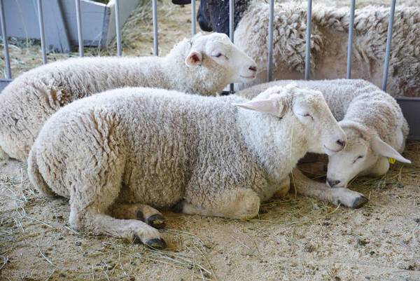 羊肉多少钱一斤（7年养羊专业户说出了她的现状）