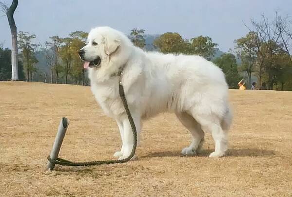 大白熊犬多少钱一只,大白熊多少钱一只 幼犬(为什么养大白熊犬的人