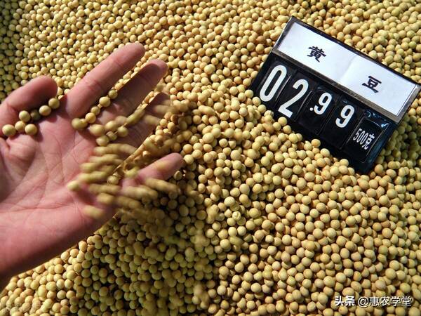 现在黄豆多少钱一斤，黄豆多少钱一斤（2021年8月大豆多少钱一斤）