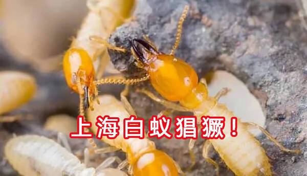 灭白蚁多少钱，杀白蚁要多少钱（这种动物到底有多厉害）?