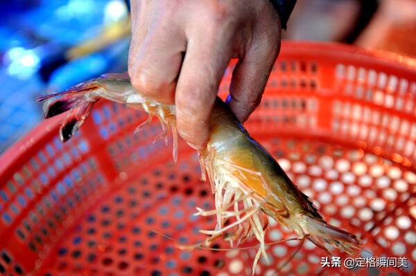 白虾多少钱一斤,对虾多少钱一斤(渤海湾对虾来青岛65块钱一只?