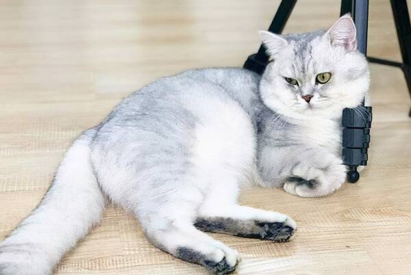银渐层猫多少钱,银渐层英短猫多少钱一只(为什么越来越多人养银渐层)?