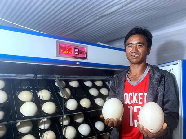 鸵鸟蛋多少钱一个？福建工程师养700只鸵鸟开饭店？