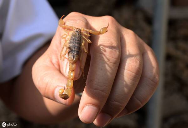 养殖的蝎子多少钱一斤在农村养蝎子1年赚多少钱