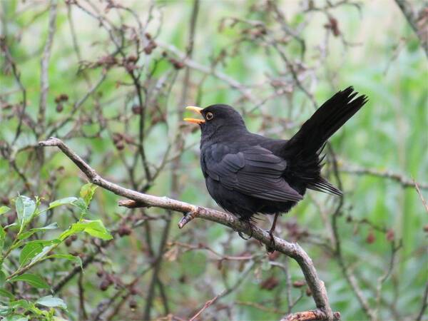 烏鶇鳥多少錢一隻,烏鶇鳥兇吉(你看到的不是一隻烏鴉)?