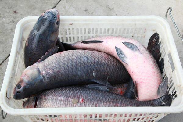 20斤大青鱼多少钱一斤,淡水青鱼多少钱一斤(钓获106斤青鱼卖了7万)?