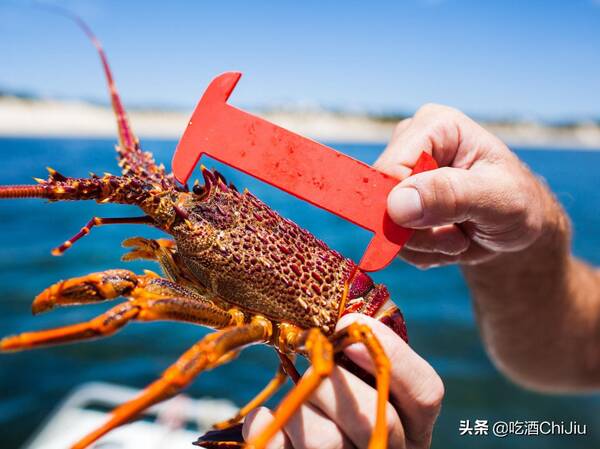 澳洲龙虾多少钱一只，澳洲龙虾多大一只（为什么要比波士顿龙虾贵很多）?