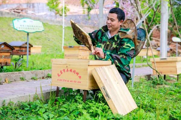 蜂王多少钱一只，蜜蜂王多少钱一只（一只蜂王的旅行故事）