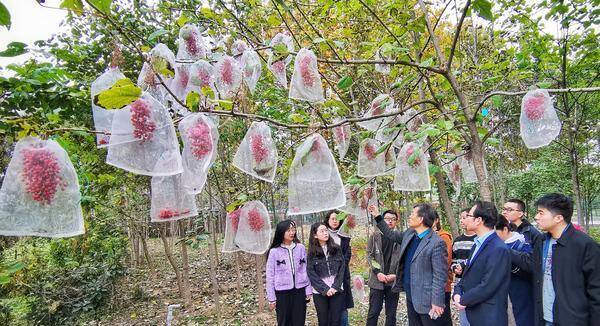 山桐子油多少钱一斤，桐油多少钱一斤（河南农大教授研发的山桐子油有望解决我国粮油卡脖子问题）?