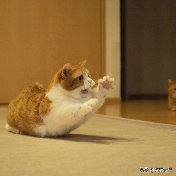 我家猫腿特别长，这只猫的腿好短，3cm，不能再多了