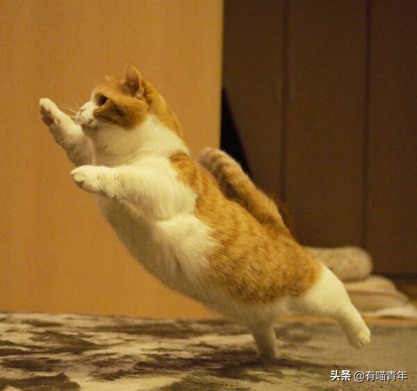 我家猫腿特别长，这只猫的腿好短，3cm，不能再多了