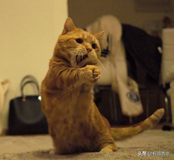 我家猫腿特别长，这只猫的腿好短，3cm，不能再多了