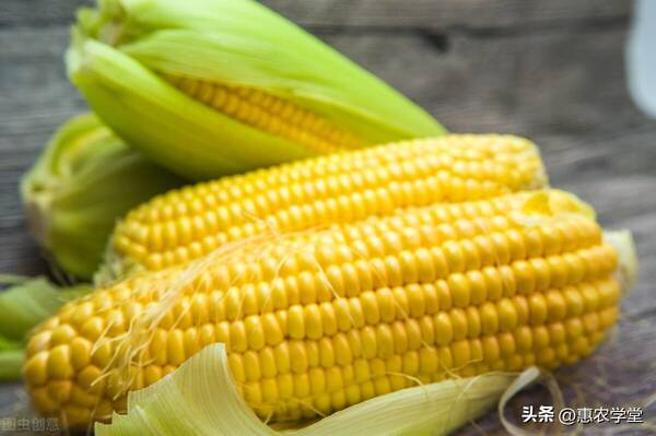 玉米今年行情能涨价吗？2022年8月玉米价格多少钱一斤