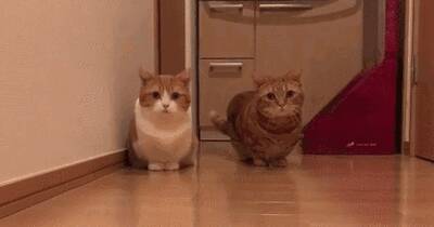 我家猫腿特别长，这只猫的腿好短，3cm，不能再多了