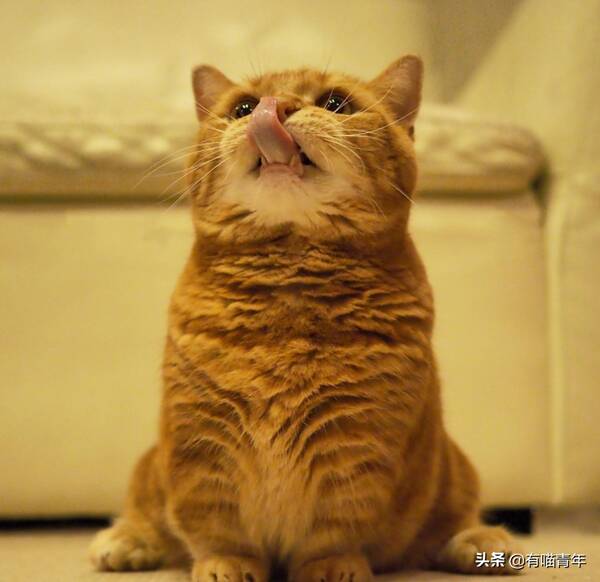 我家猫腿特别长，这只猫的腿好短，3cm，不能再多了