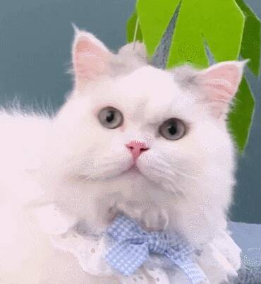 我家猫腿特别长，这只猫的腿好短，3cm，不能再多了