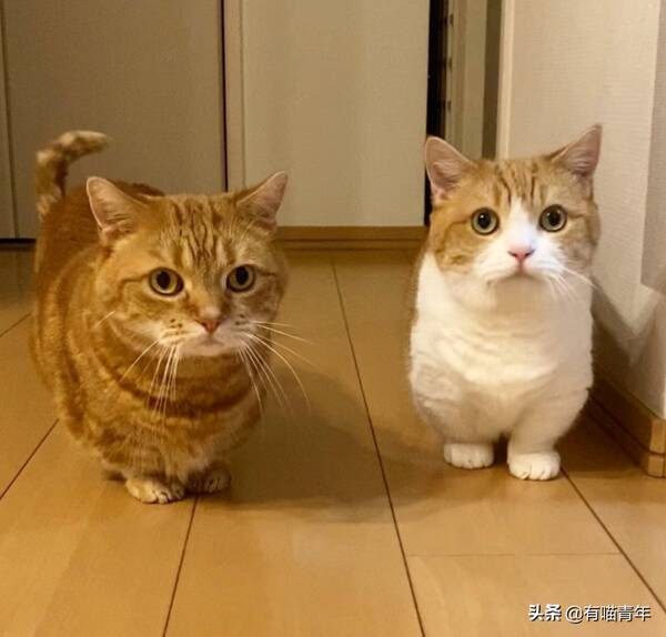 我家猫腿特别长，这只猫的腿好短，3cm，不能再多了