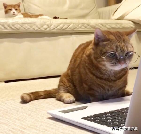 我家猫腿特别长，这只猫的腿好短，3cm，不能再多了
